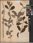 Foto von Salix aurita L. x Salix cinerea L.